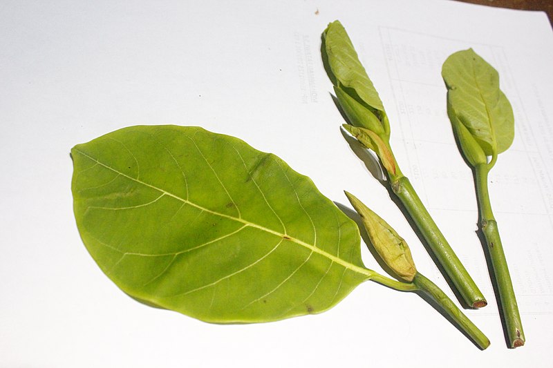 File:Daun nangka.jpg