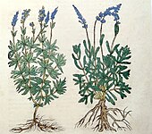 History Of Botany