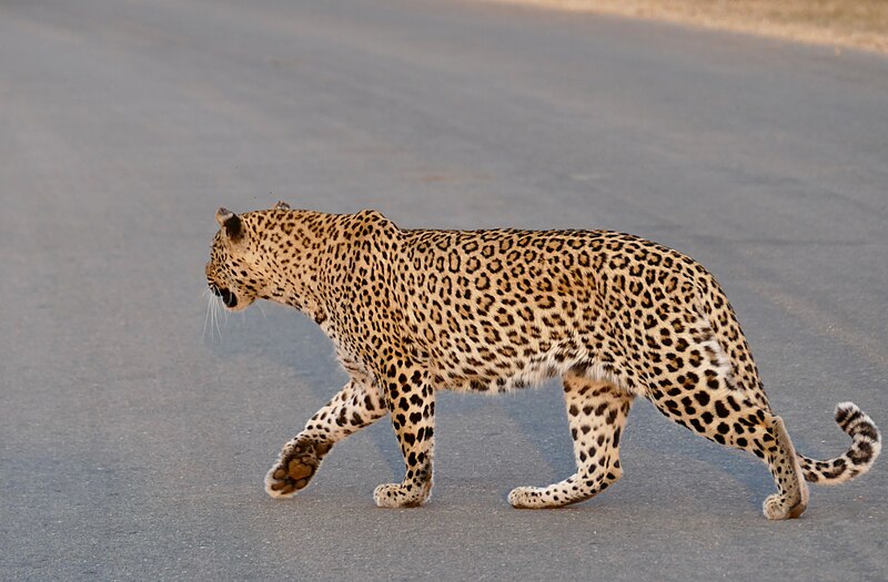 File:Day 1 Leopard (Panthera pardus) female crossing the road just before exit ... (53202660752).jpg