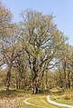 De Strubben-Kniphorstbos archeologische reservaat Grillig gevormde Eik (Quercus).