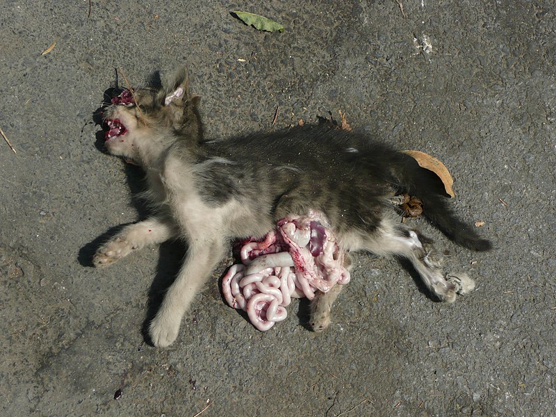 File:Dead cat 1380897.jpg