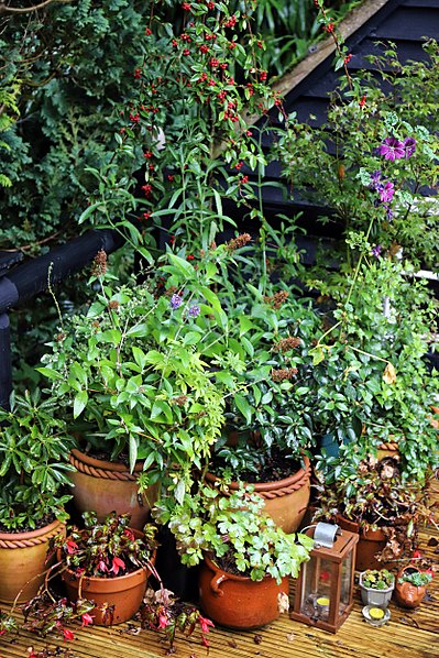 File:Decking pot plants in Nuthurst parish, West Sussex, England 01.jpg