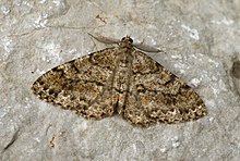 Deileptenia ribeata Buchstein01.jpg