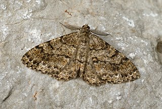 <i>Deileptenia ribeata</i> Species of moth