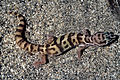 western banded gecko