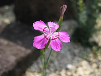 Dianthus microlepis