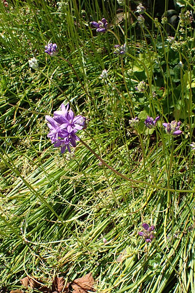 File:Dichelostemma multiflorum kz03.jpg