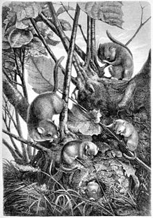 Gravure représentant une famille de muscardin et un nid, datée de 1883, d'après un dessin de A. Müller