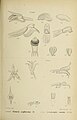 Glomera erythrosma figure 224 in: Johannes Jacobus Smith: Die Orchideen von Java Figuren-Atlas - 3. Heft Leiden (1910)