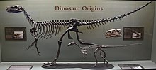 Dinosaur origins display at The Museum of Ancient Life.jpg