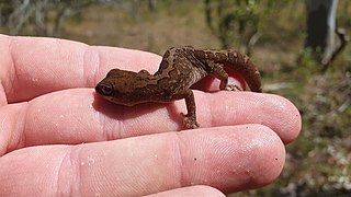 <i>Diplodactylus furcosus</i> Species of lizard