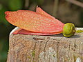 Pseudosamara rodu shorea (dvojkřídláčovité)