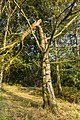 * Nomination Dead cracked birch ( Betula ). A summer storm has left this terminal birch to its fate. --Famberhorst 05:24, 1 October 2019 (UTC) * Promotion  Support Good quality. --Jakubhal 05:37, 1 October 2019 (UTC)