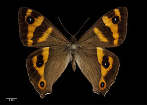 Dodonidia helmsii (Butler, 1884) AMNZ83867.jpg