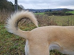 Dog tail erect.jpg