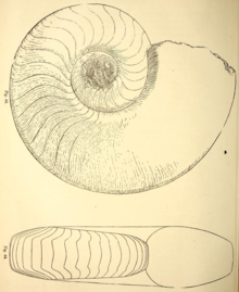 Domatoceras umbilikatum