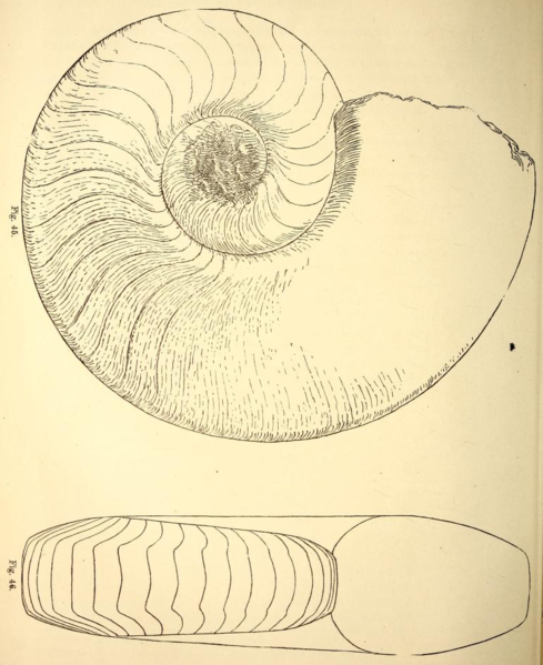 File:Domatoceras umbilicatum.png