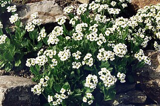 <i>Draba fladnizensis</i> Species of flowering plant