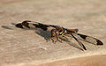 Libellula lydia, female