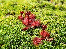 Drosera Uniflora.JPG