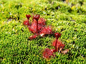 Drosera Uniflora.JPG