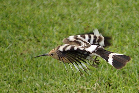 Eurasian hoopoe starts to fly