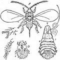 EB1911 Hemiptera - Fig. 12.—Apple Scale Insect.jpg
