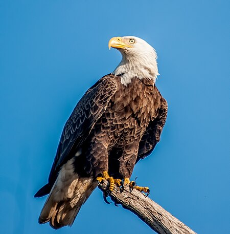 Tập_tin:Eagle_looking_left.jpg