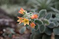 Echeveria pulvinata