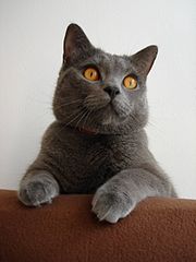 Chartreux