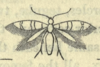 Ectoedemia louisella.png