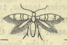 Ectoedemia louisella.png