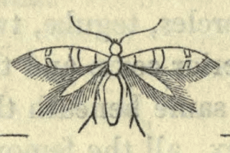 Ectoedemia louisella.png