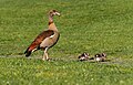 Image 183Egyptian goose (Alopochen aegyptiaca) with goslings, Calouste Gulbenkian Garden, Lisbon, Portugal