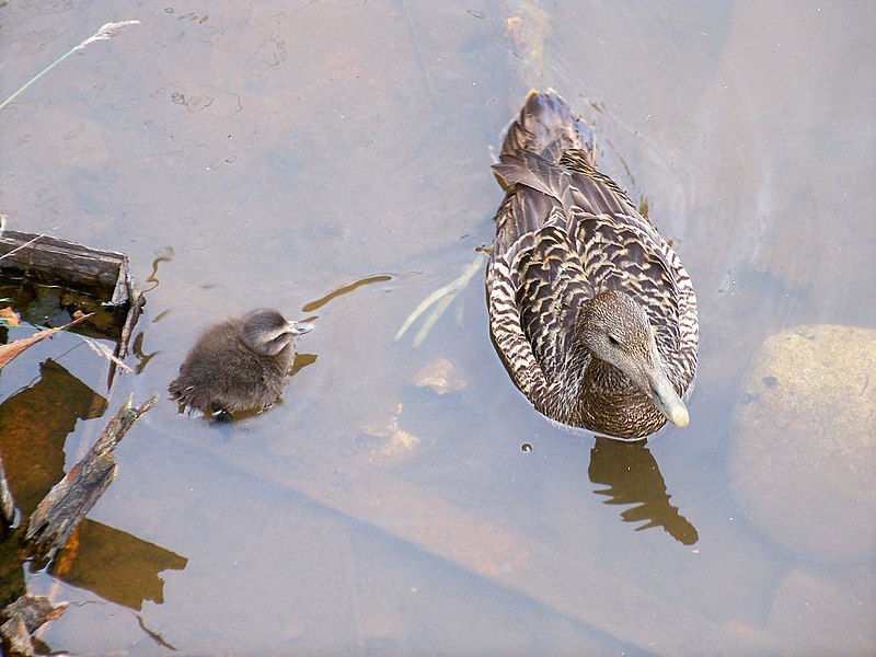 File:Eider And Duckling (Somateria mollissima) - geograph.org.uk - 1937694.jpg