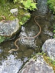 Swimming in a brook in Nara