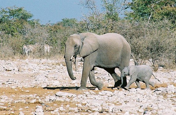 Mother with baby elephant