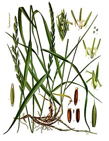 Elytrigia repens - Köhler–s Medizinal-Pflanzen-203.jpg
