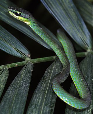 <span class="mw-page-title-main">Emerald snake</span> Species of snake