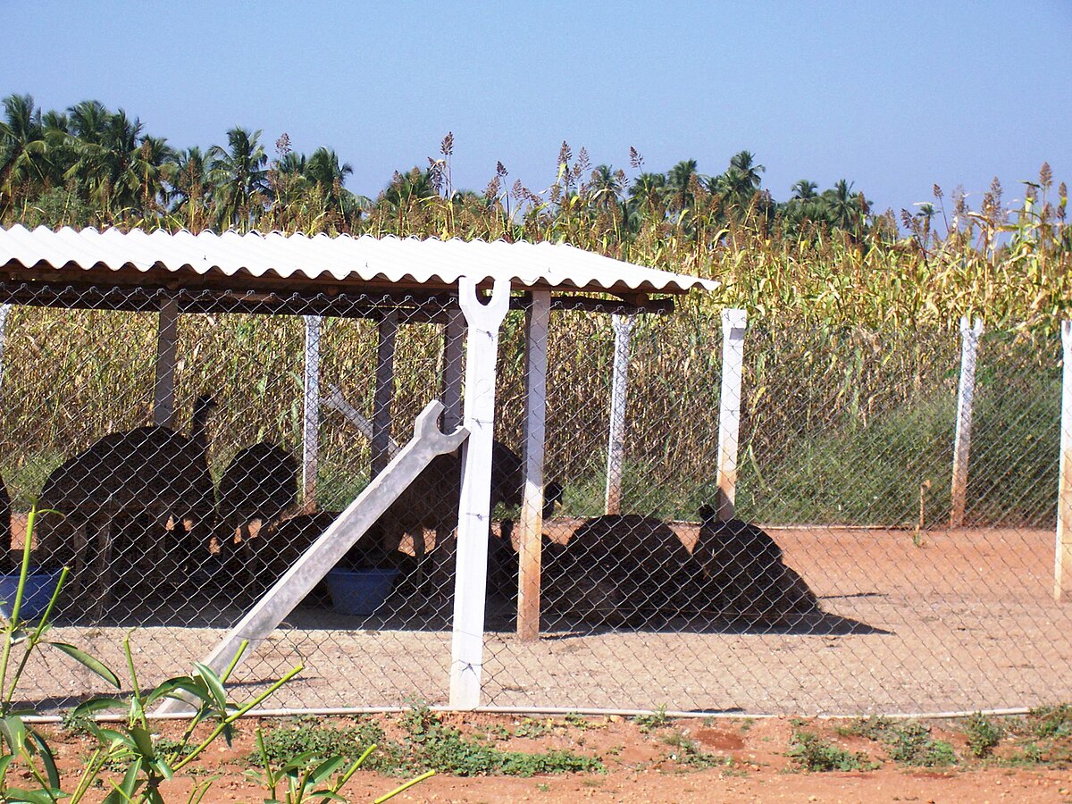 A lot of emu farms