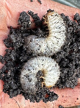 Compost dwellers: larvae of Cetonia aurata