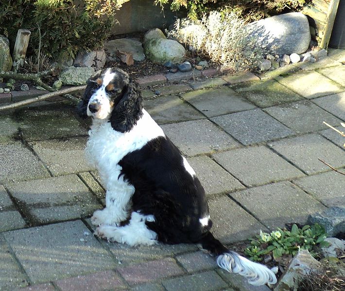 File:English Cocker tricolor.jpg