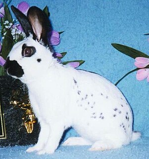<span class="mw-page-title-main">English Spot</span> Breed of rabbit