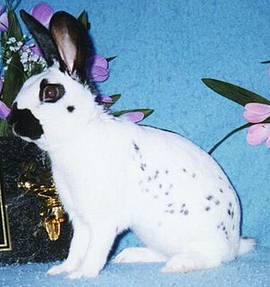 English Spot rabbit breed