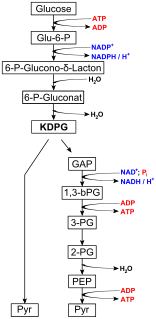 Entner–Doudoroff pathway