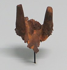 Fragment de crâne et chevilles osseuses d'Eotragus sansaniensis, le premier boviné connu.