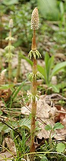 <i>Equisetum sylvaticum</i> Species of vascular plant in the horsetail family Equisetaceae