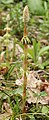 Equisetum sylvaticum 240405.jpg