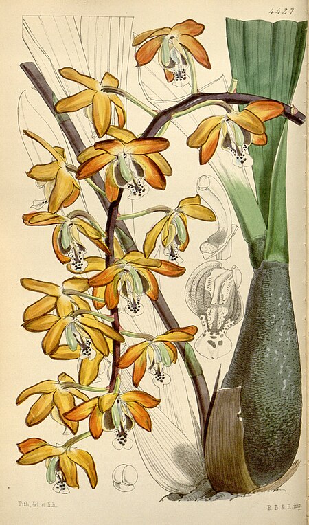 Eriopsis rutidobulbon