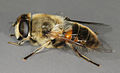 Eristalis tenax